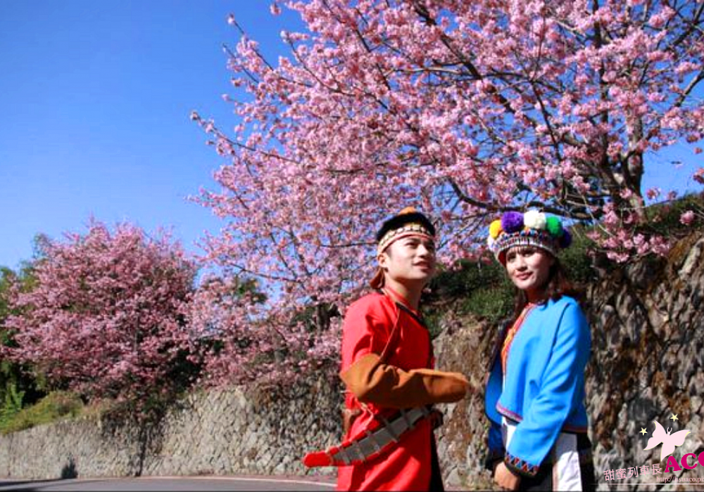 阿里山櫻花季旅遊懶人包～【鄒族 達邦部落】吃喝玩樂住宿全收錄(上)，嘉義旅遊/嘉義景點/阿里山旅遊/阿里山景點