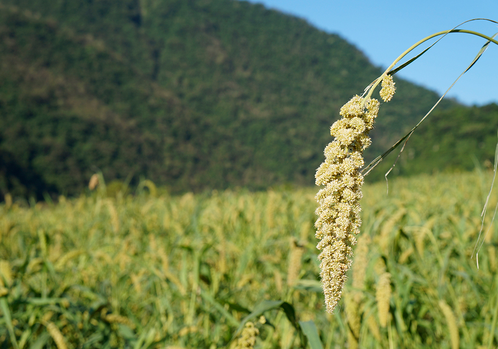 【金峰鄉x歷坵村】歡迎回家，探訪部落與小米文化