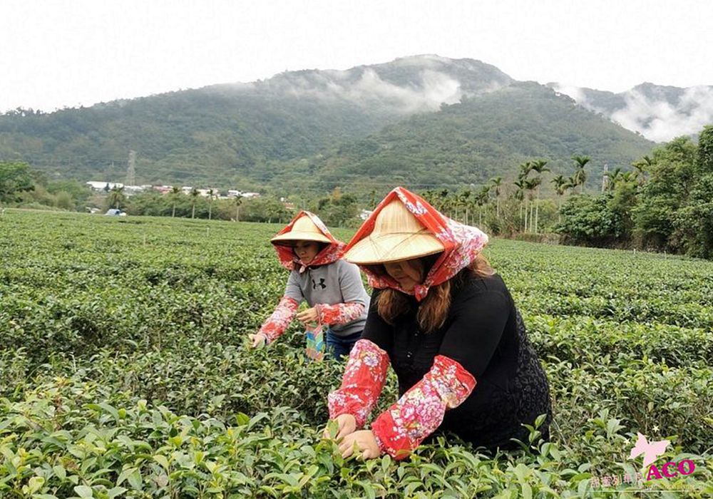 【鹿野鄉X永安村】熱氣球翱翔天際，感受台東人胼手胝足，愛家愛鄉的純樸與熱情！