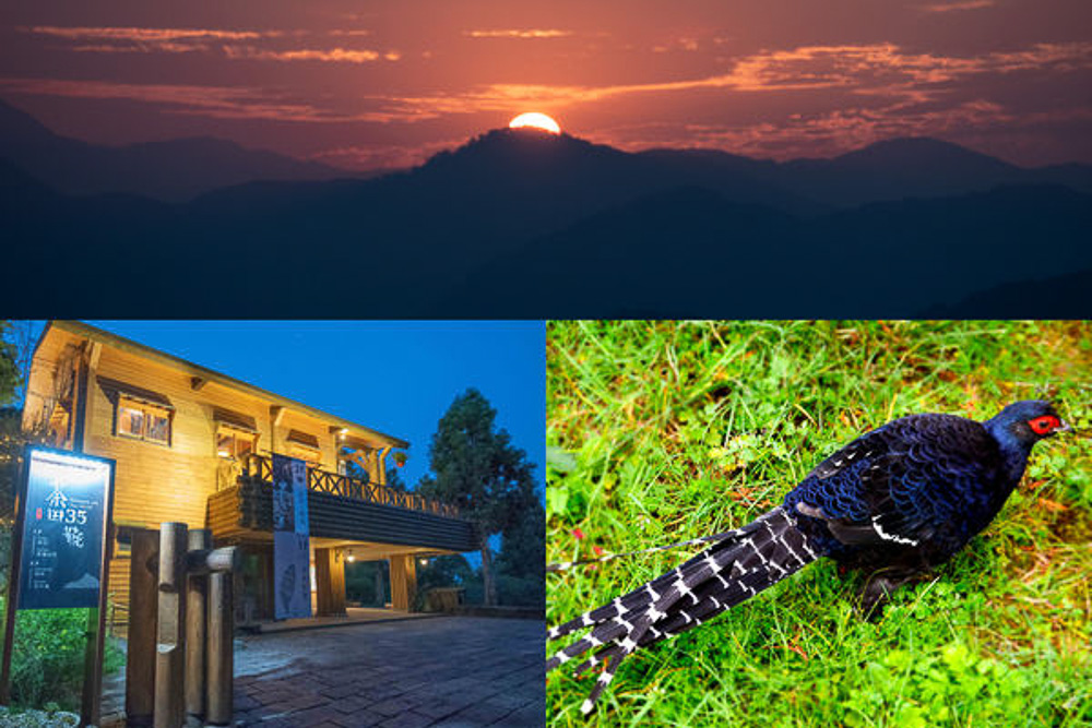 在阿里山日出後的茶田35號品茗阿里山好茶欣賞台灣特有種帝雉