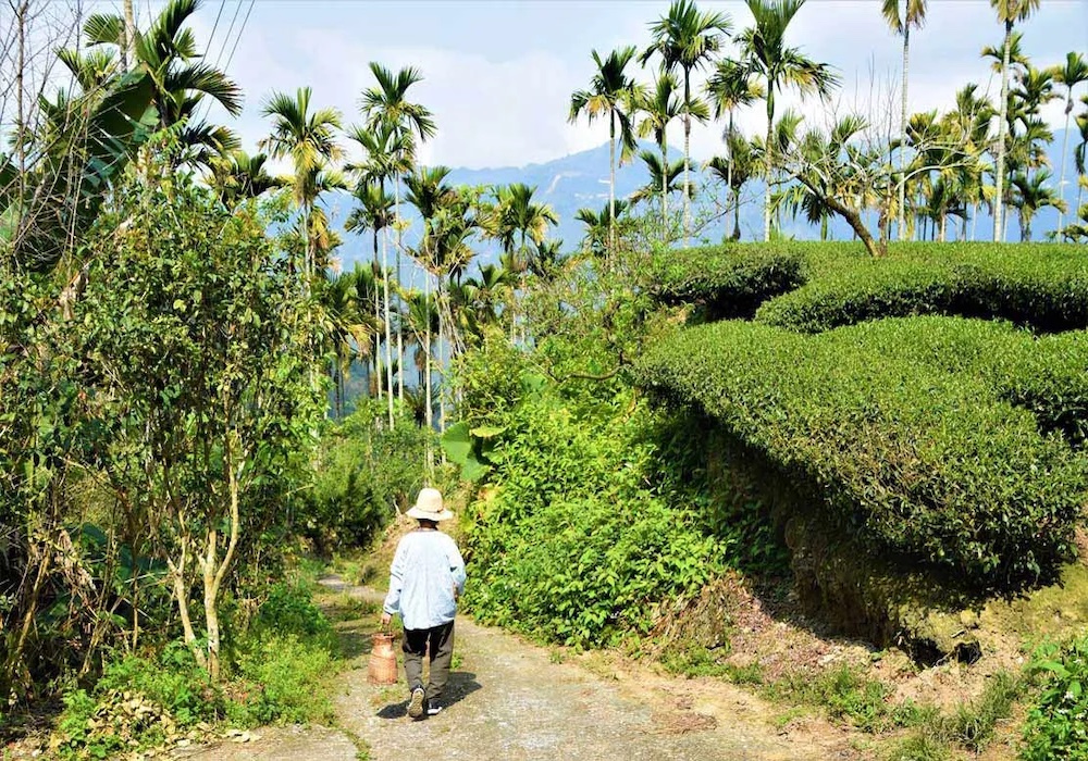 「只想種出讓人放心的茶。」張供足定居嘉義梅山，依著時序種茶作茶