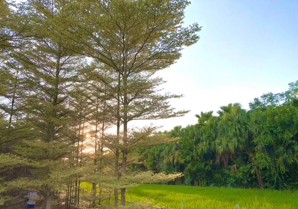 在田尾小鎮被綠意圍繞，享用美食也被自然療癒，處處蘊藏在地人的用心