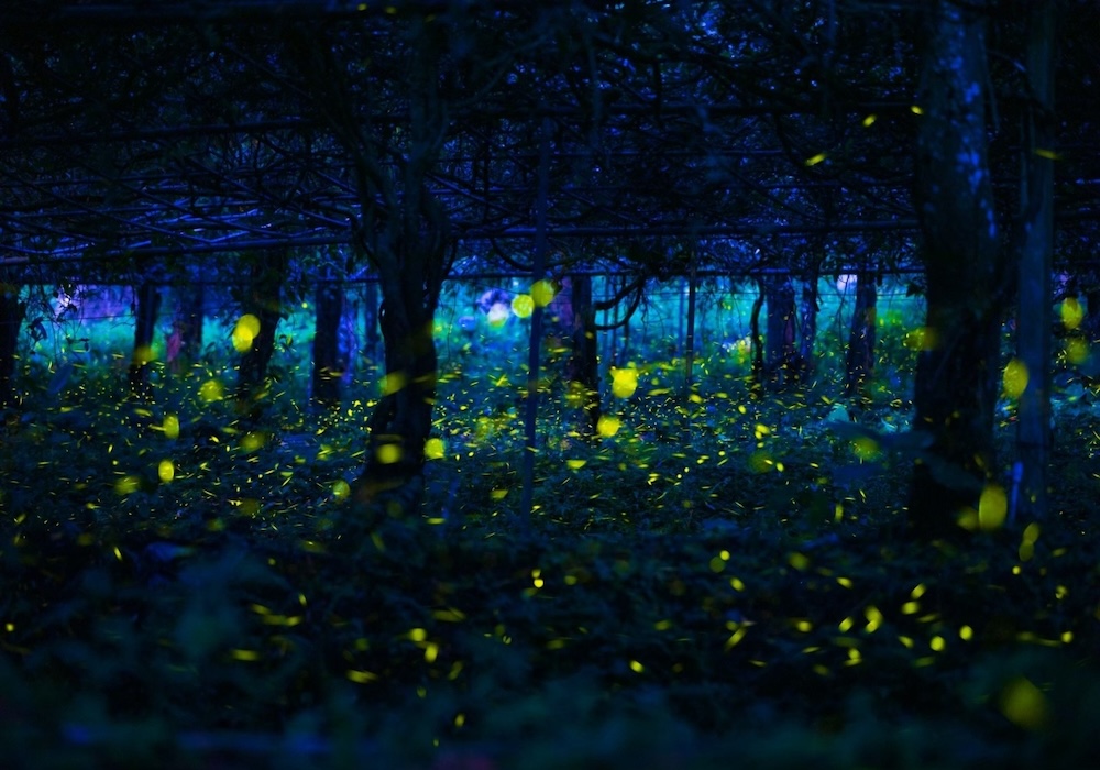 高雄山區小農的耕作與生命力｜保證責任高雄市恩典農特產品生產合作社