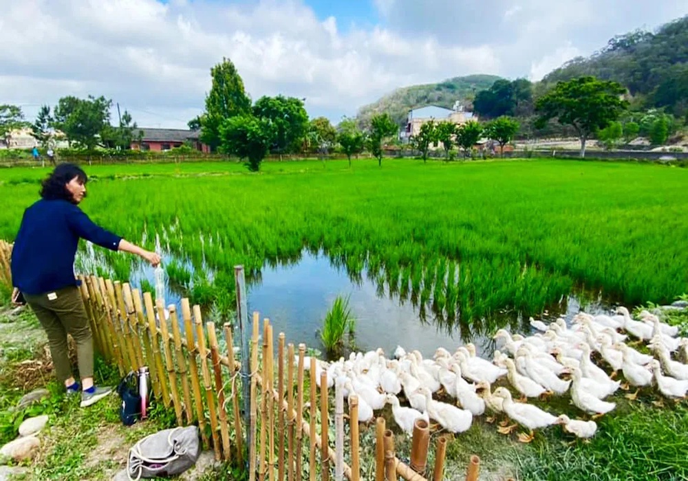 會聽音樂出門與回家的鴨霸王，苗栗苑裡「稻鴨庄」維護生態比種米更優先