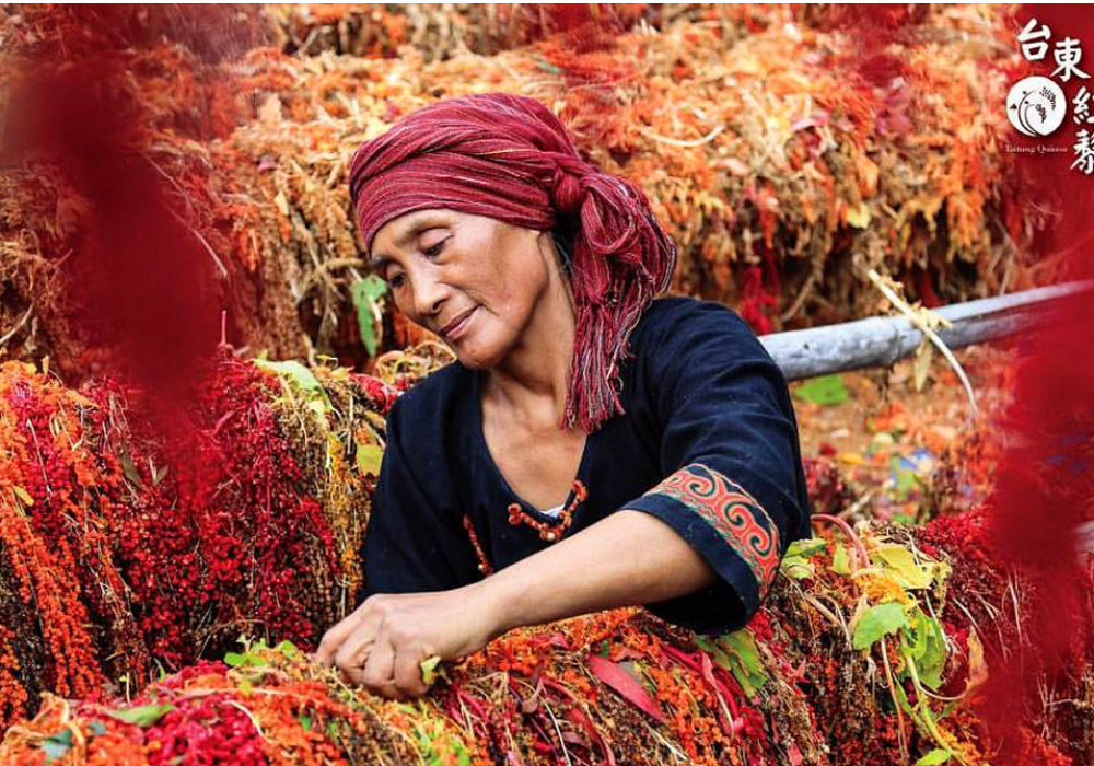 來趣台東x達人帶路x台東紅藜三條路線～走訪全台最美多良車站＆櫻木平交道＆紅藜田大玩美拍，最熱門的台東隱藏版打卡景點！【台東農村旅遊】