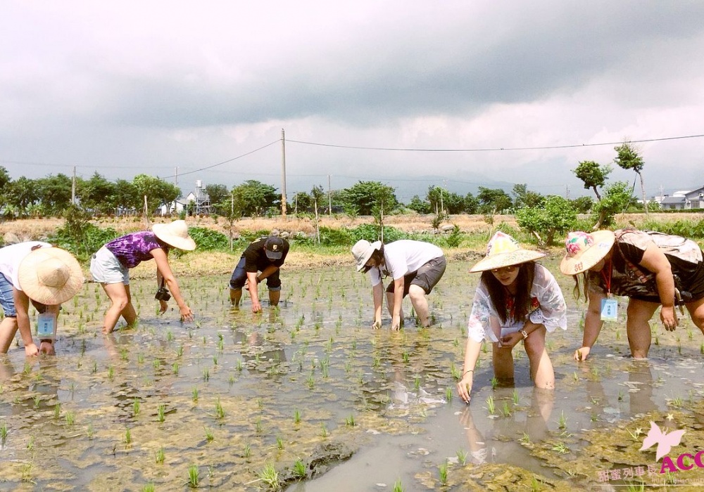 【哈嘎米商號 HakkaRice】台東冠軍米王食農教育～DIY彩繪斗笠＋插秧農事體驗，一日農夫農村小旅行，親子旅遊推薦！台東旅遊/台東半日遊/台東景點