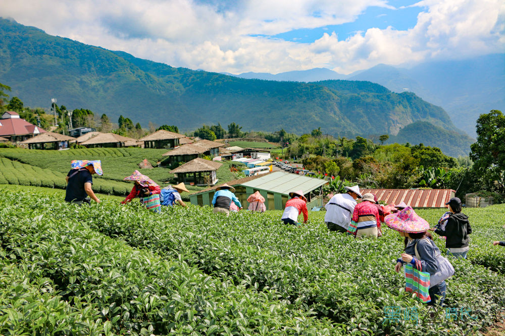 【識茶趣知茶境x製茶品茗x茶道見學】上山學泡茶，到阿里山國際茶藝學校上課吧！