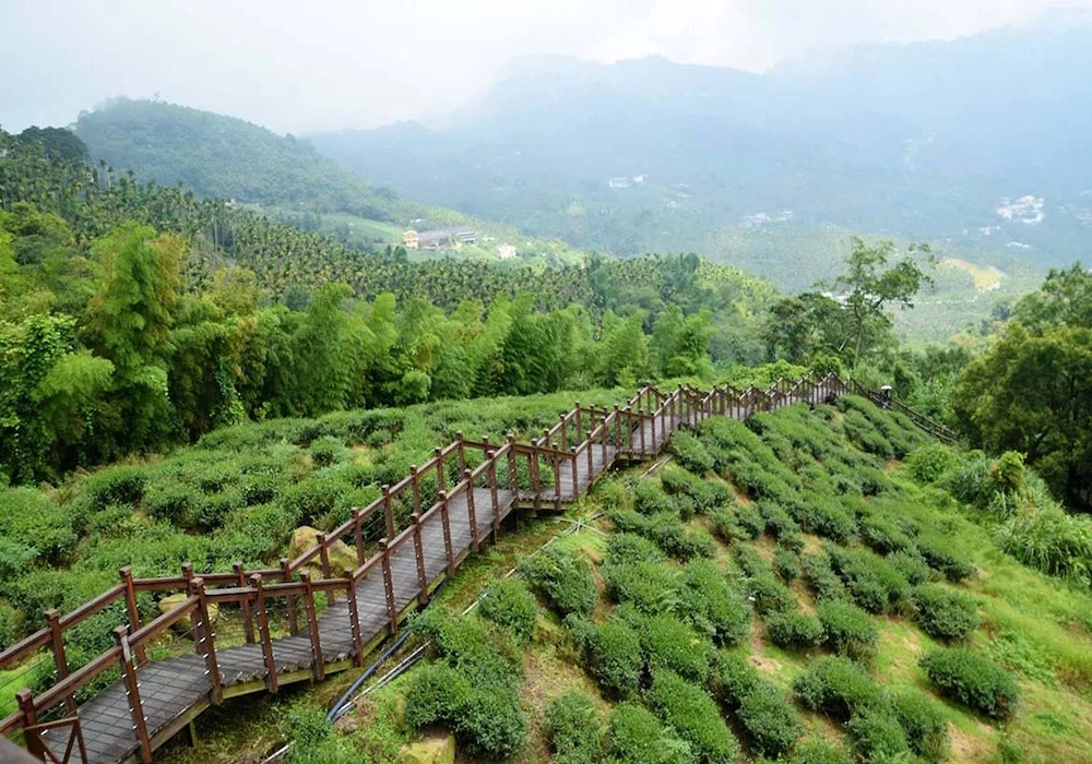 梅山太興村 一見難忘，層層疊疊的山林與茶園