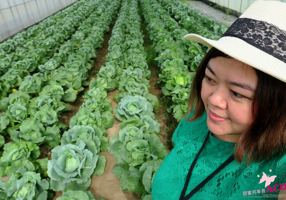 農村生態小旅行【嘉義六青】之立岱有機農園，蒸氣消毒法重新培土，兄弟同心傳承父親的有機理念 ＆ 一生懸命職人精神，農夫冰定食.冰品美味必享，一日農夫友善耕作體驗！