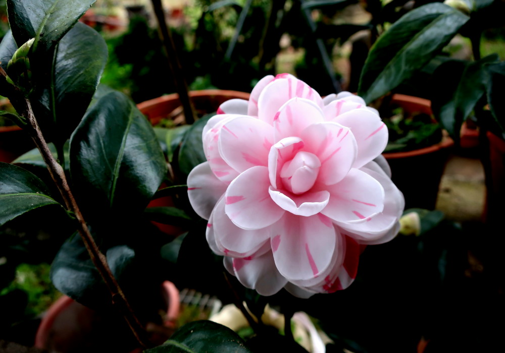 【MUJO趴趴走--嘉義中埔田園苗木深度之旅】Taiwan,Chiayi,Jhongpu嘉義縣政府媒體團:南部最大茶花培育中心"怡馨緣茶花莊"​​​​​​​