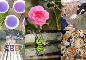 嘉義旅遊住宿推薦│供應苗木的東園種苗園、小朋友最愛的綠盈牧場、南台灣最大茶花莊-怡馨緣、夜間生態觀察築夢森居、阿里山月灣包棟住宿Villa