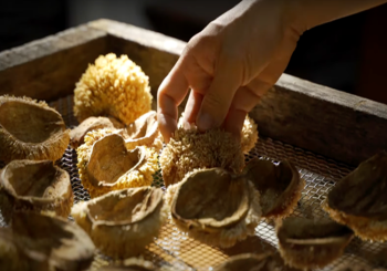 愛玉知多少：讓這一口Q彈，成為對土地的承諾