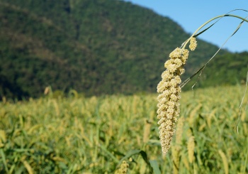 【金峰鄉x歷坵村】歡迎回家，探訪部落與小米文化