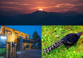 在阿里山日出後的茶田35號品茗阿里山好茶欣賞台灣特有種帝雉