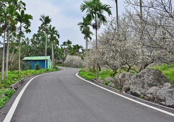 【延平鄉x鸞山村】鸞山部落尋梅去，走入森林博物館