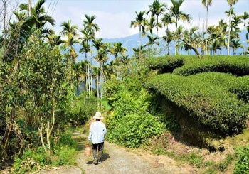 「只想種出讓人放心的茶。」張供足定居嘉義梅山，依著時序種茶作茶