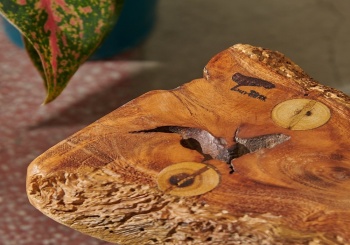 銀合歡廢材重生綠黃金　綠癌銀合歡轉生黃金的奇妙旅程