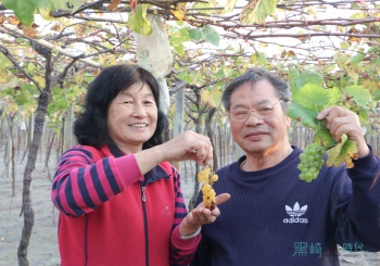 鵬群頂酒莊  近百種葡萄品種，宛如葡萄博物館 彰化二林小旅行