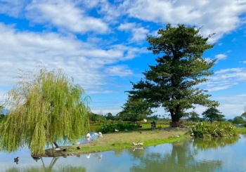 陪伴是最好的良藥 花蓮吉安的療癒農場們，在大自然中與動物近距離接觸