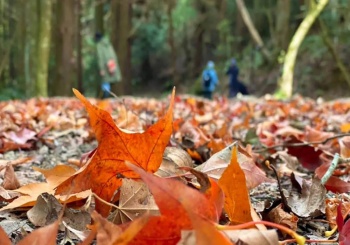 苗栗小百岳加里山 漫步蓬萊溪生態步道，聆聽恬靜山城裡的淙淙溪流