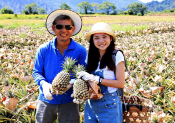 台東國際熱氣球嘉年華Ｘ周邊八大景點Ｘ鹿野一日遊~【台東農村旅遊】夏季限定甜蜜蜜之旅～採鳳梨體驗！