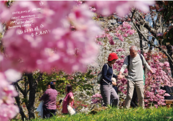 2026 阿里山風格季 春櫻、神獸、面具派對，開啟奇幻風格森旅