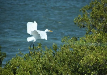 翱翔於天的貴客年年來此駐足，東石鰲鼓濕地最美的風景