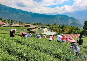 【識茶趣知茶境x製茶品茗x茶道見學】上山學泡茶，到阿里山國際茶藝學校上課吧！