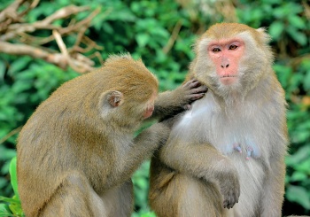 【東河鄉x東河村】與獼猴相遇的奇幻之旅