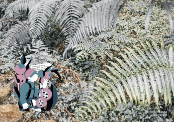 2025阿里山森旅季：冬，蕨類微觀之旅