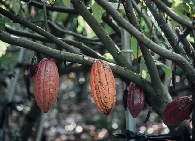 編號001：【 走跳農村 】Coco Queen美麗攻略地圖(半...