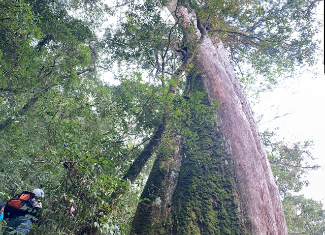 嘉義X阿里山曙光漫遊X特富野noyoca挪唷吒巨木群秘境X偏愛旅...