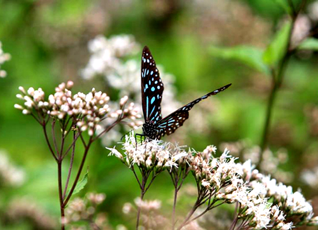 光華頂笨仔-五星深旅X夜觀生態體驗自駕遊