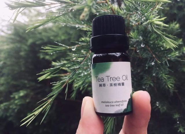 編號005-【彰化優質農村】永靖四芳-澳洲茶樹體驗營