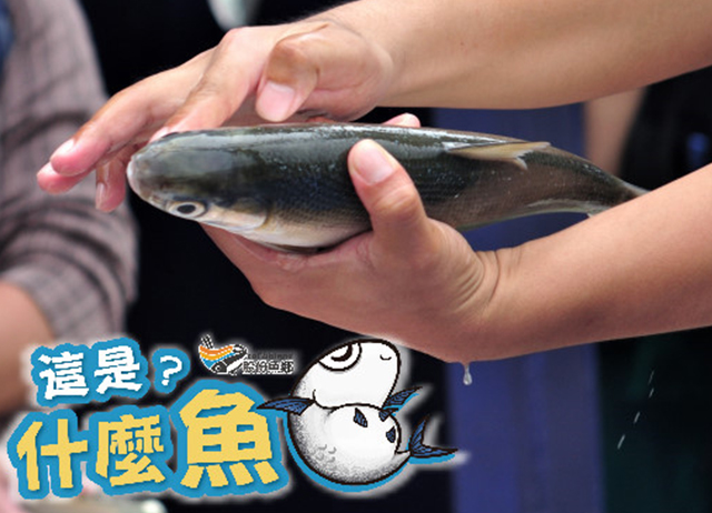 編號025：【走跳農村】這是什麼魚?釣魚趣！