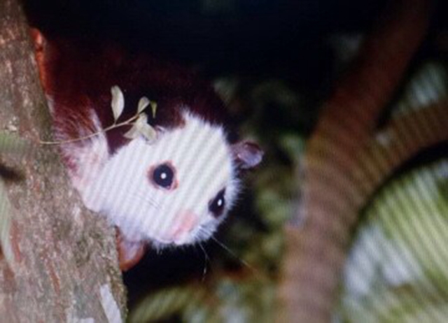 嘉義.鄒遊阿里山x森林巨木x夜觀五星