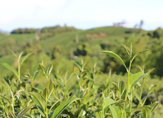編號037：【走跳農村】 用茶與咖啡交織出阿里山山脈的回甘味