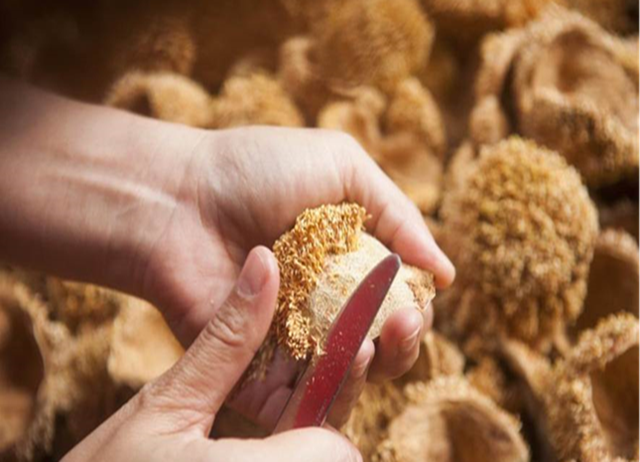 阿里山。山美+里佳+達邦部落。紮根旅行(3天2夜包車行)