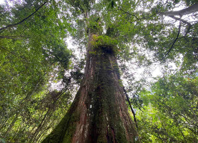 我玩故我在X阿里山X特富野noyoca挪唷吒巨木群X生態體驗