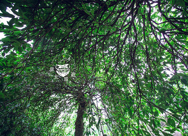 2020台北旅展限定【屏東。屏北】山裡的冰箱-植物百寶袋