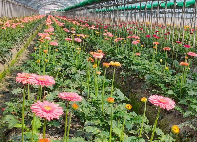 編號017-【彰化優質農村】田尾花鄉逍遙遊