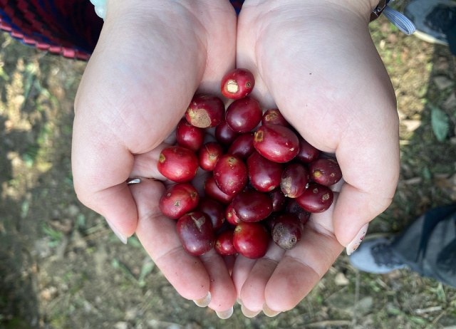 我玩故我在-嘉義阿里山-特富野-鄒起風-飛鼠咖啡x庫巴文化