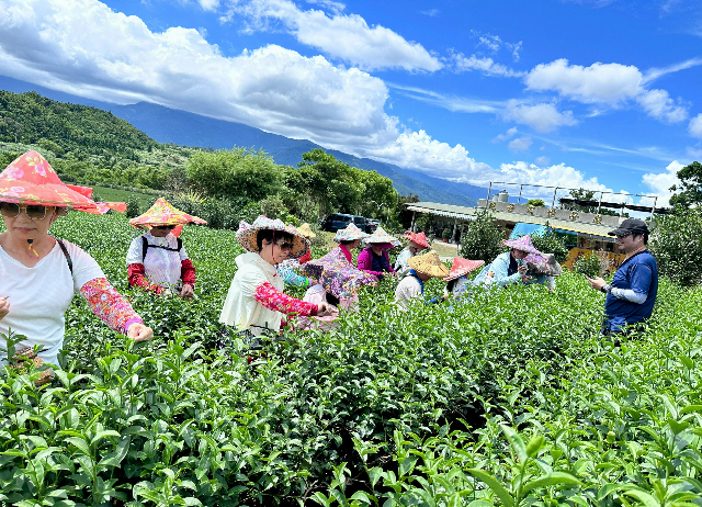農村糾察隊「純喫茶」初鹿茶學堂