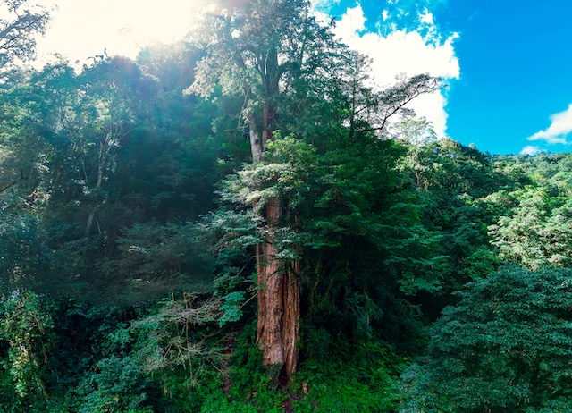 特富野部落noyoca挪唷吒巨木群秘境-2日遊-超級深旅遊-4人...