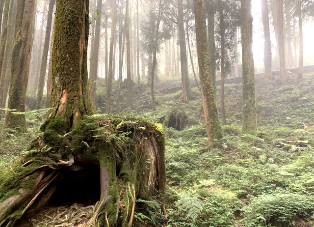 阿里山曙光漫遊│霧中王者-平日版