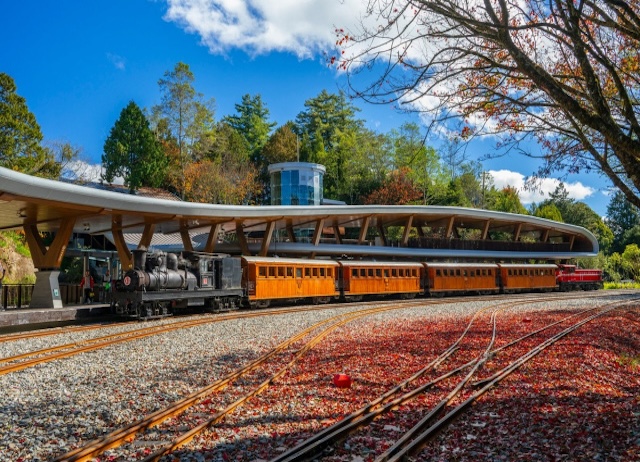 阿里山小火車「楓度翩翩」賞楓主題列車