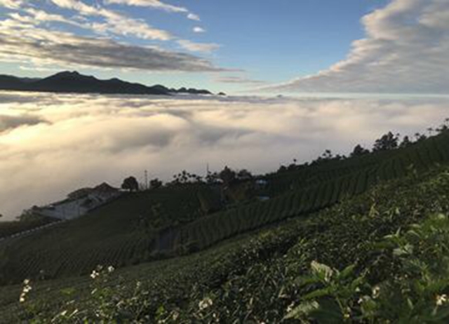 嘉義.茶香太興。閒適山居（自駕+晚餐）