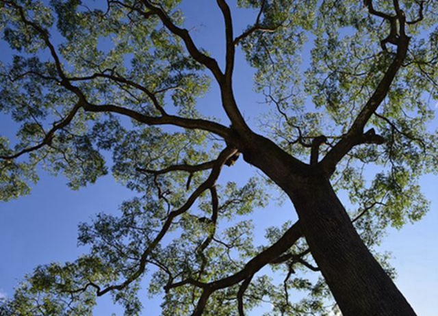 螢光下的奇幻星旅-光華頂笨仔賞螢體驗活動光華頂笨仔Chill賞螢...