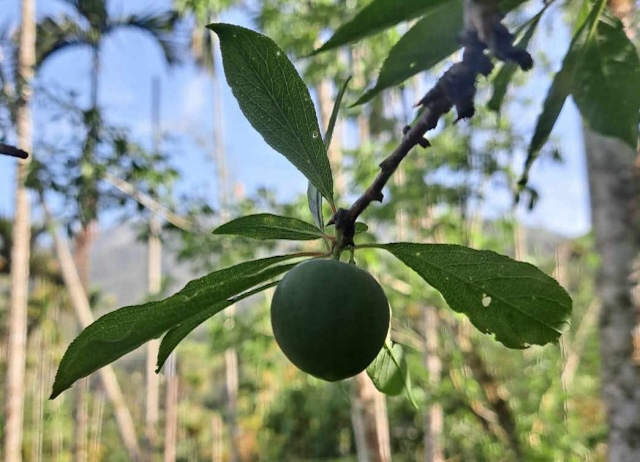 阿里山小火車 太興果香李子釀體驗遊