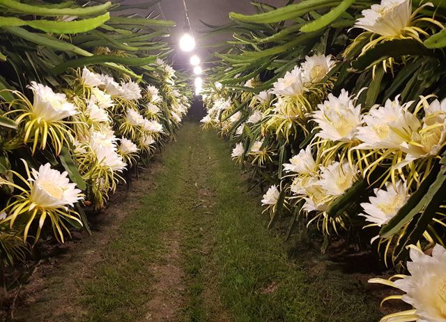 編號033-【彰化優質農村】葡實生活節-金迷紫香-醉愛西斗